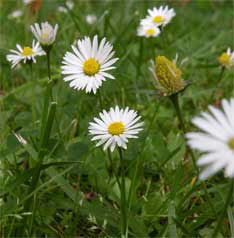 Homopathie-Duisburg-Dinslaken-16
