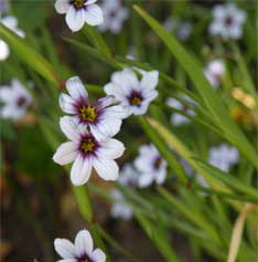 Homopathie-Duisburg-Dinslaken-17
