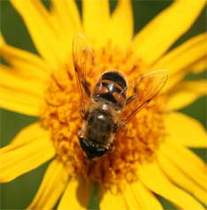 Homopathie-Duisburg-Dinslaken-8