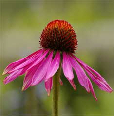 Homopathie-Duisburg-Dinslaken-11