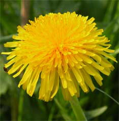 Homopathie-Duisburg-Dinslaken-28