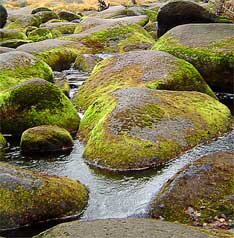 Homopathie-Duisburg-Dinslaken-26
